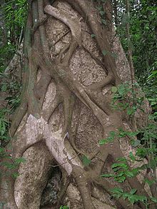 220px-Strangler_fig_kerala